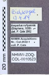 Etikette zu Ampedus rufipennis (NHMW-ZOO-COL-0010523)